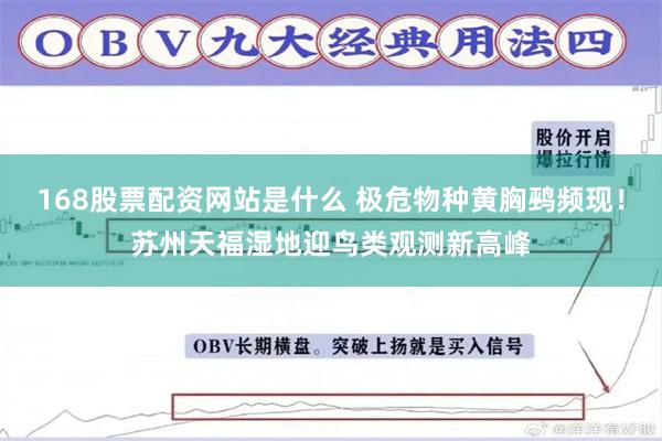 168股票配资网站是什么 极危物种黄胸鹀频现！苏州天福湿地迎鸟类观测新高峰